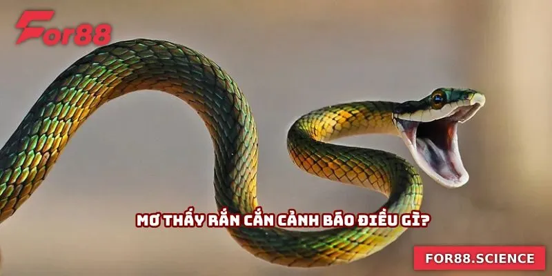 Mơ thấy rắn cắn cảnh báo điều gì?