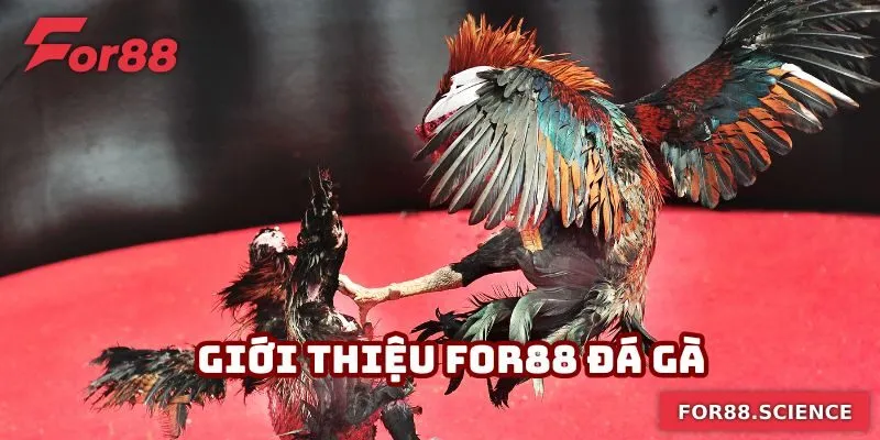 Sảnh đá gà là lựa chọn nổi bật tại nhà cái uy tín